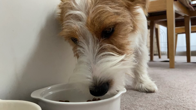 訓練士の女房2506の記事動画