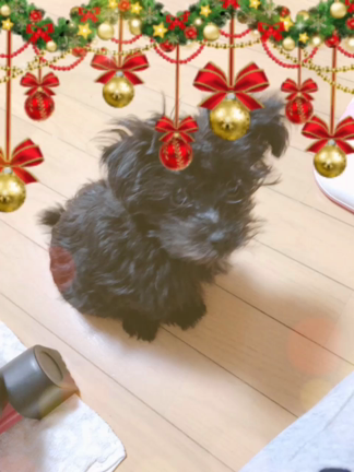 MerryX'mas~ポポくんでーす♡~٩(⸝⸝⸝◕ั ௰ ◕ั⸝⸝⸝ )وの記事動画