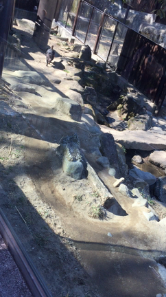 多摩動物公園へ行ってきました。の記事動画