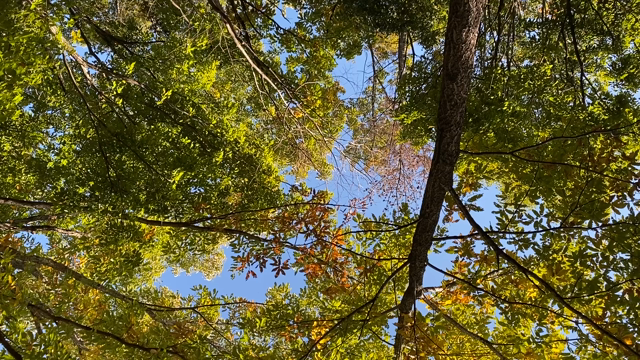 【中止のお知らせ】森とセラピーとヨガの融合《新しい森林浴》の記事動画