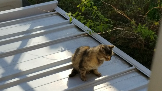 動くねこさんの記事動画