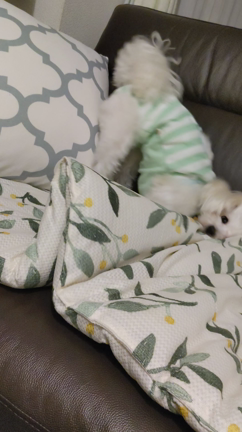 復活！の記事動画