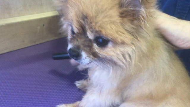 疲れる理由がないトリミングができた！の記事動画