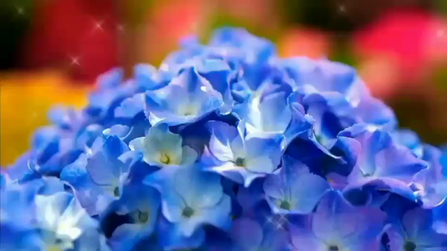 紫陽花の動画の記事動画