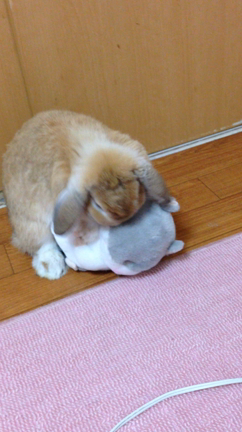 ぬいぐるみと遊ぶ。の記事動画