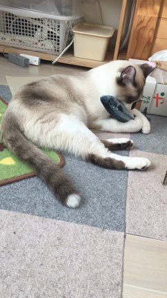 クリスマス☆*:.｡. o(≧▽≦)o .｡.:*☆の記事動画