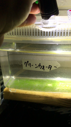 ミジンコ実験 わかもとvsエビオス めだか初心者くまめだかの飼育ブログ