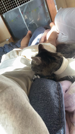 避妊の報告と正式譲渡の記事動画