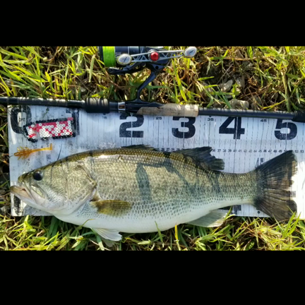 琵琶湖 夏はウェーディングでバスフィッシングだ！の記事動画