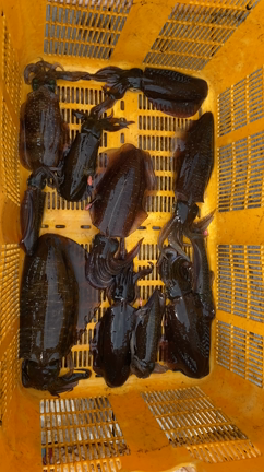 9/24 ティップラン便‼︎の記事動画