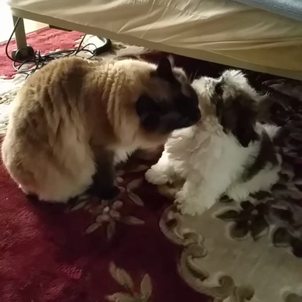 仲良くしてますよ♪の記事動画