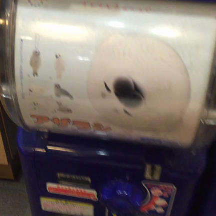 くら寿司の記事動画