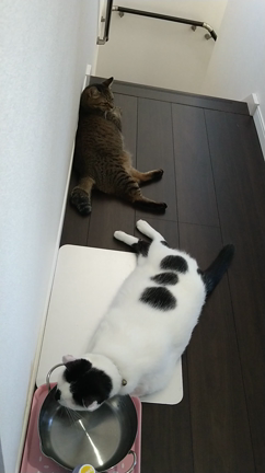 びっくりしました^^;の記事動画