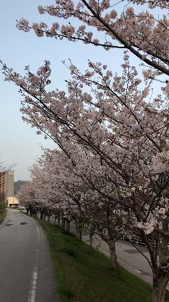 今日から高知。の記事動画