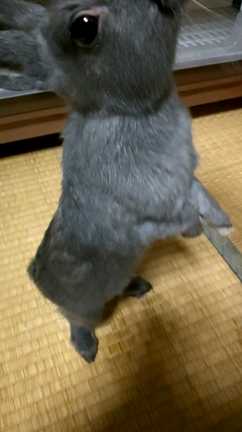 特技、芸の記事動画