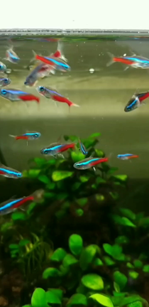 「癒しのネオンテトラ」＠2018.10.13：妃ジュエルのひとり言の記事動画