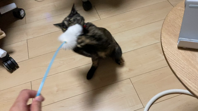 サビ猫成長日記更新!!㉒の記事動画