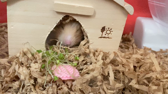 訓練士の女房2600の記事動画