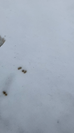 初詣も行かなかった私が神社参拝で一髪逆転の記事動画