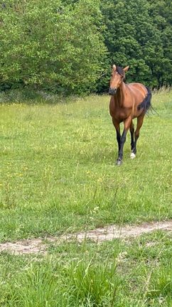 夏至と次の満月と。の記事動画