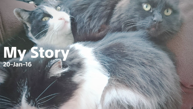 にゃんにゃんにゃんの記事動画