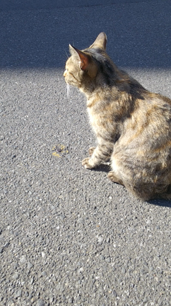 かわいい子の記事動画