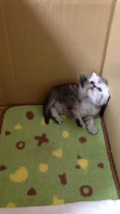 初動画♡の記事動画