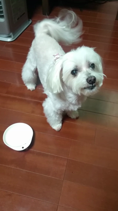暑中お見舞いの記事動画