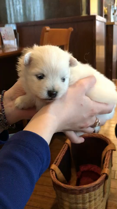 ポポちゃん 帰還、か？！の記事動画