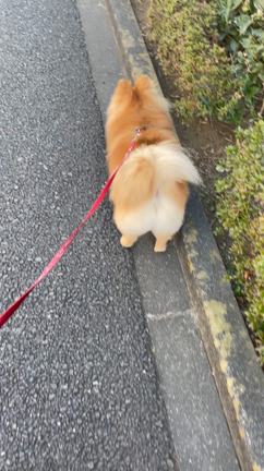 50.4kg ピザパスタランチの記事動画