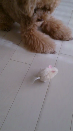 チューチューの記事動画