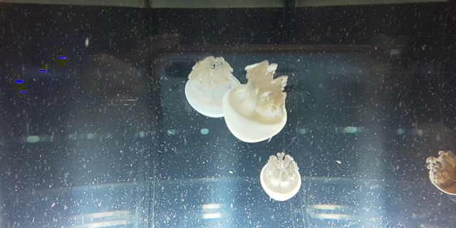 名古屋港水族館への記事動画