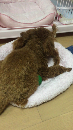 今日のワンプロ@2/18の記事動画