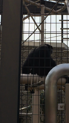 はとこたちと東山動物園への記事動画