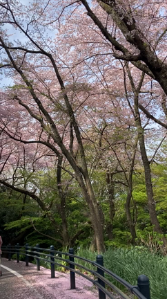 お花見〜黄金山を登るの記事動画