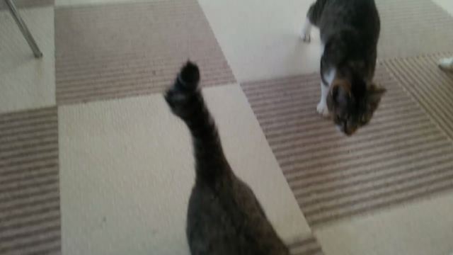 銀太＆タッタ　トライアル～の記事動画