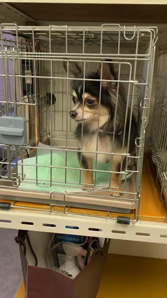 新入り紹介の記事動画