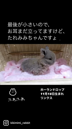 11/15生まれのホーランドちゃんⅢ♪の記事動画