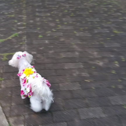 雨上がりの記事動画