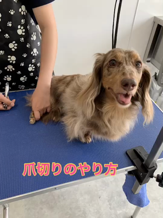 お手入れ講座〜爪切り編〜の記事動画