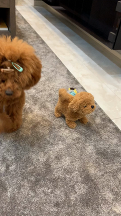 犬のぬいぐるみ！の記事動画