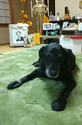 甘えん坊で頑固なおじいちゃんの記事動画