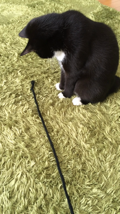 きなこの記事動画