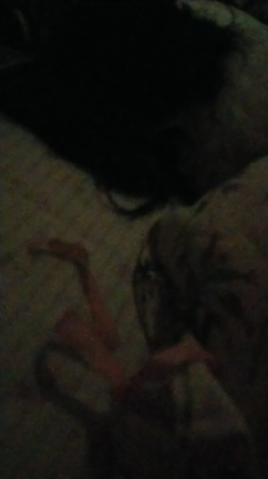 ぼくにも♡の記事動画