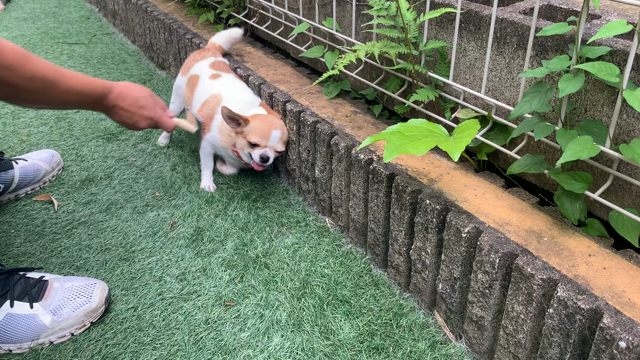 もふちゃんブラッシング〜の記事動画