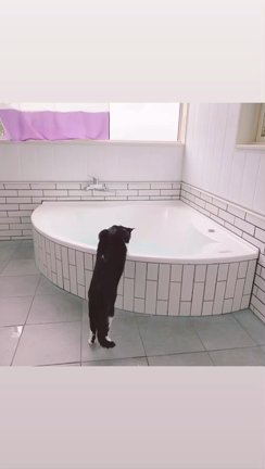 ハチワレ猫　サンチュ君がママとお風呂掃除のお手伝い。の記事動画