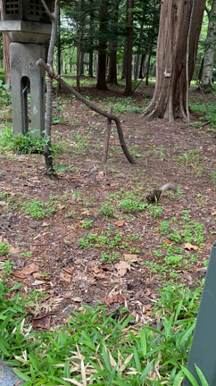 暑い日の薬膳は♡の記事動画