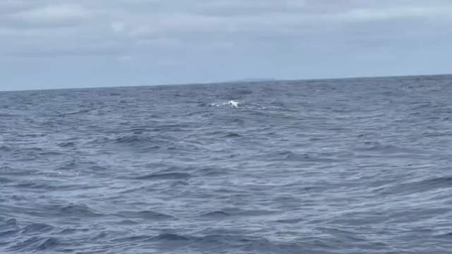 沖縄（慶良間）GT釣行記！（2月7日＆8日編）ｂｙ宅配のめがねやさんの記事動画