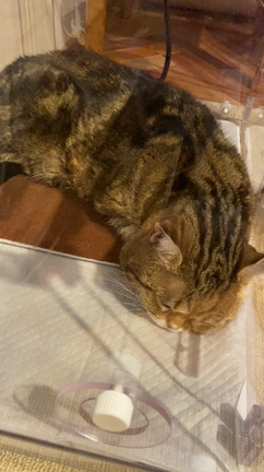 猫用　酸素ハウス導入　の記事動画