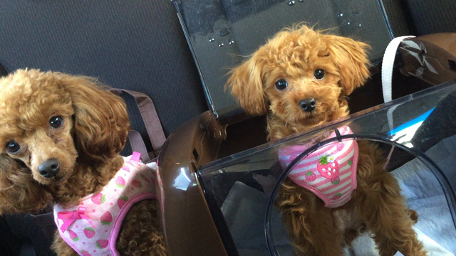 狂犬病予防接種　お薬とか相談の記事動画